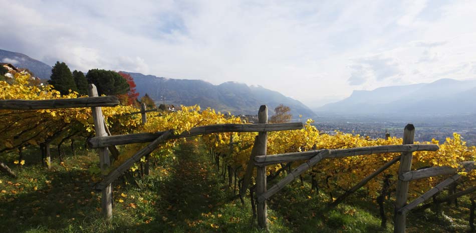 Dorf Tirol - Weinreben